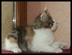 0002 26avril Bereyziat